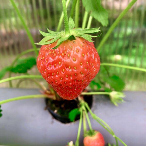 Hydroponic Package